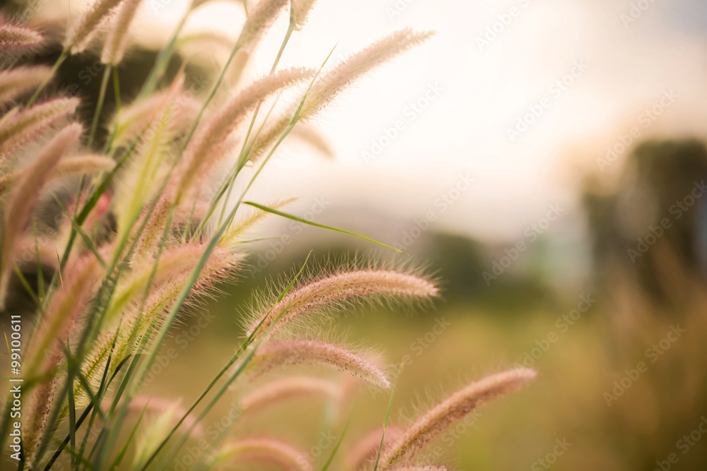 白色草地照明弹（拉朗草地）。