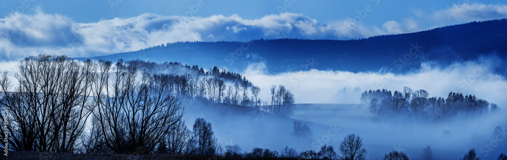 morning fog and a forest