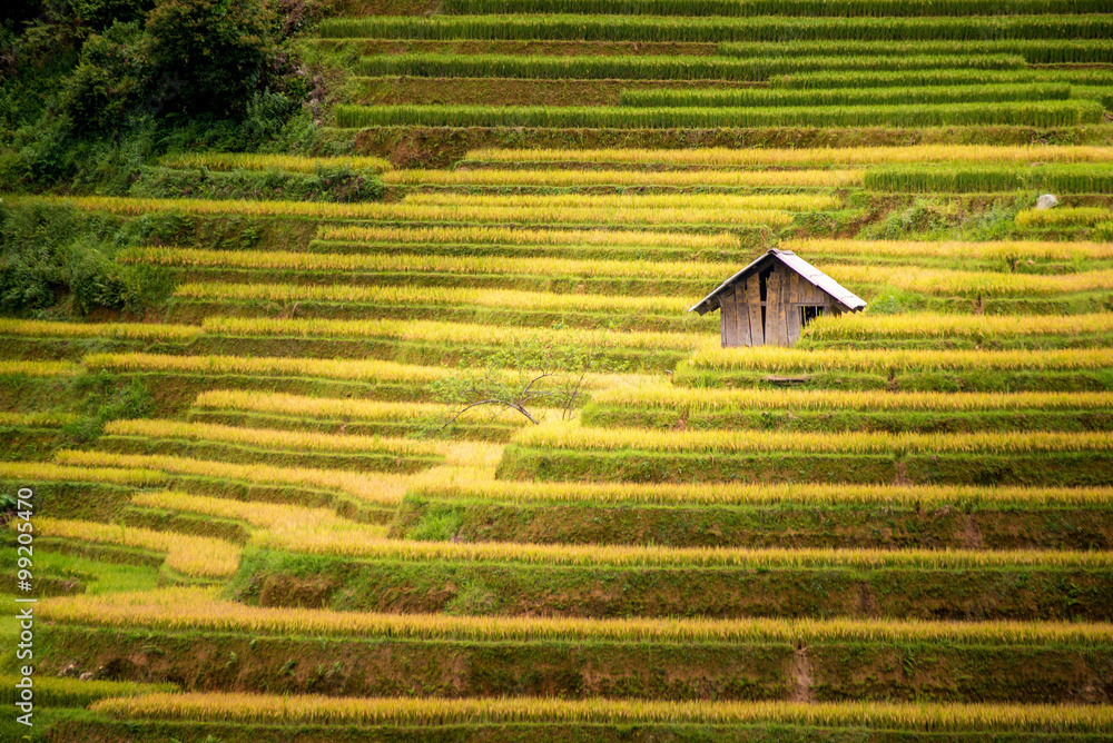 梯田中的房屋和村庄美景