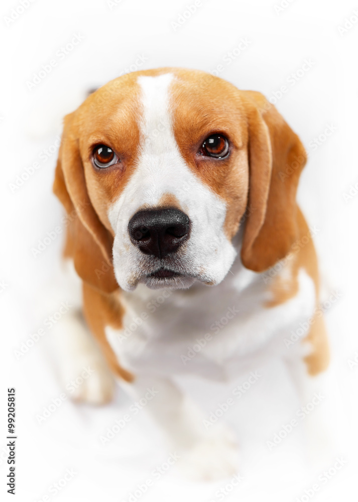 portrait of young beagle dog