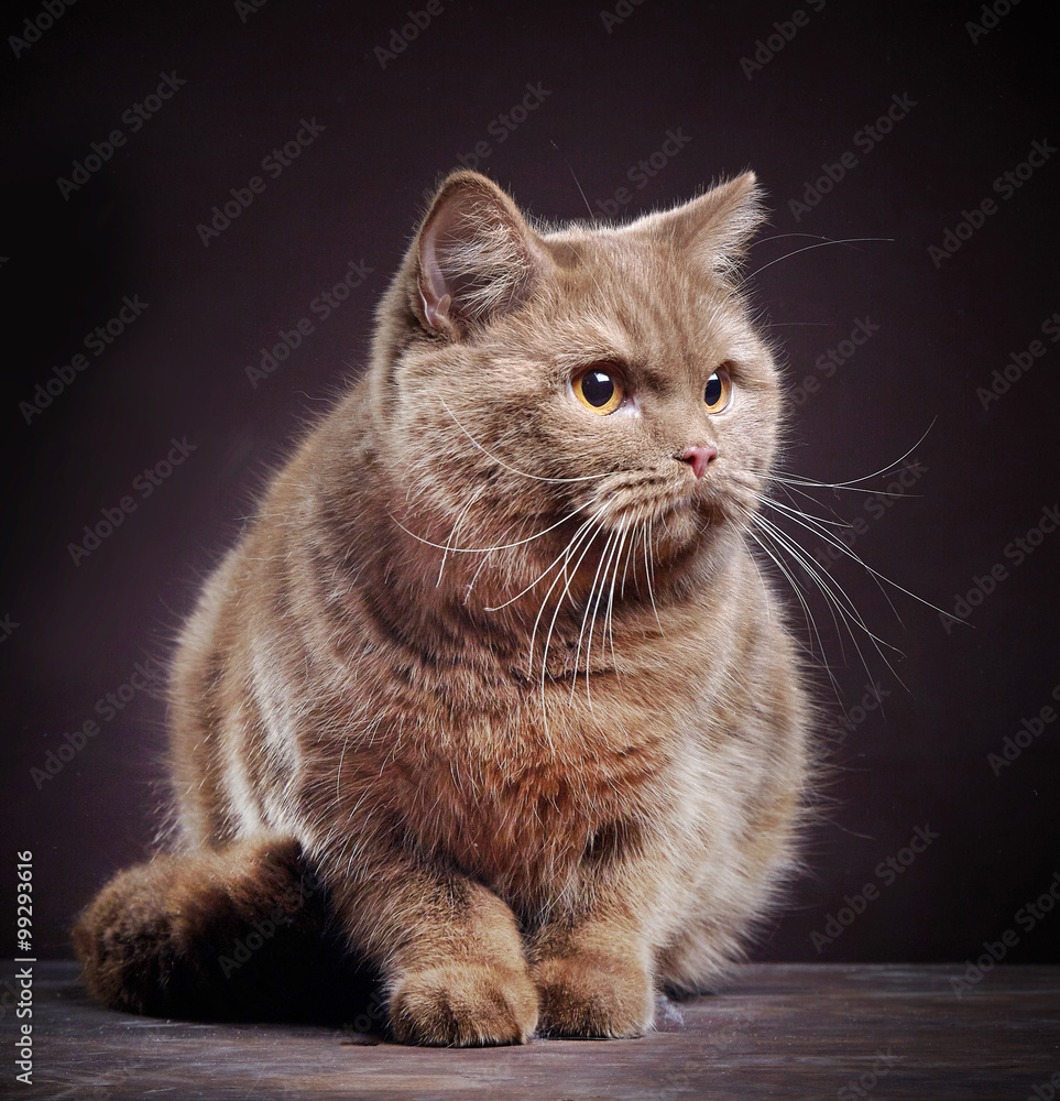 Portrait of british short hair cat