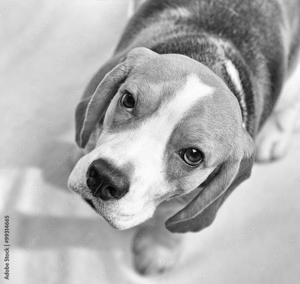 Portrait of beagle dog