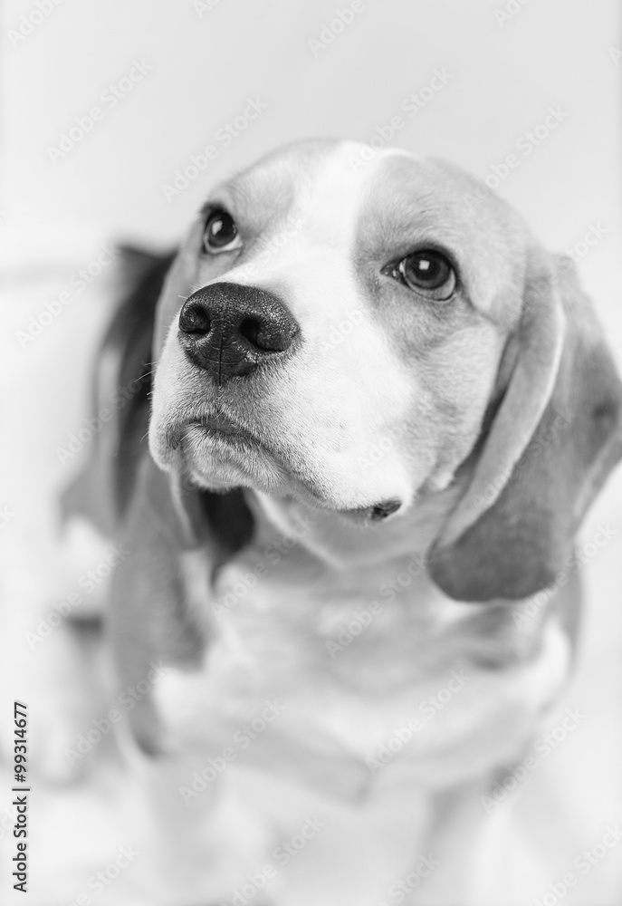 Portrait of beagle dog