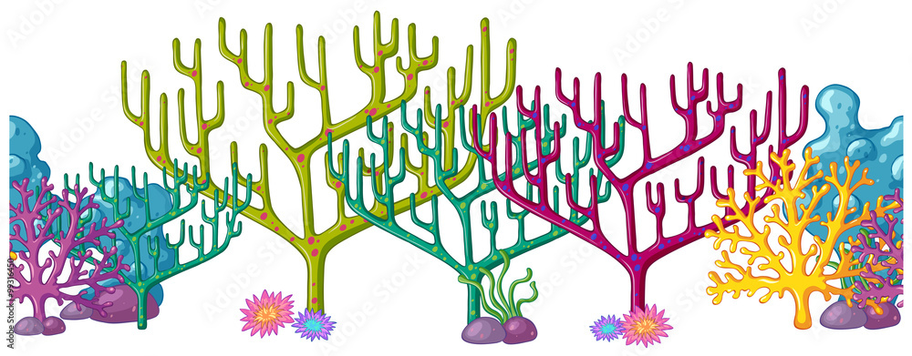 不同颜色的珊瑚礁