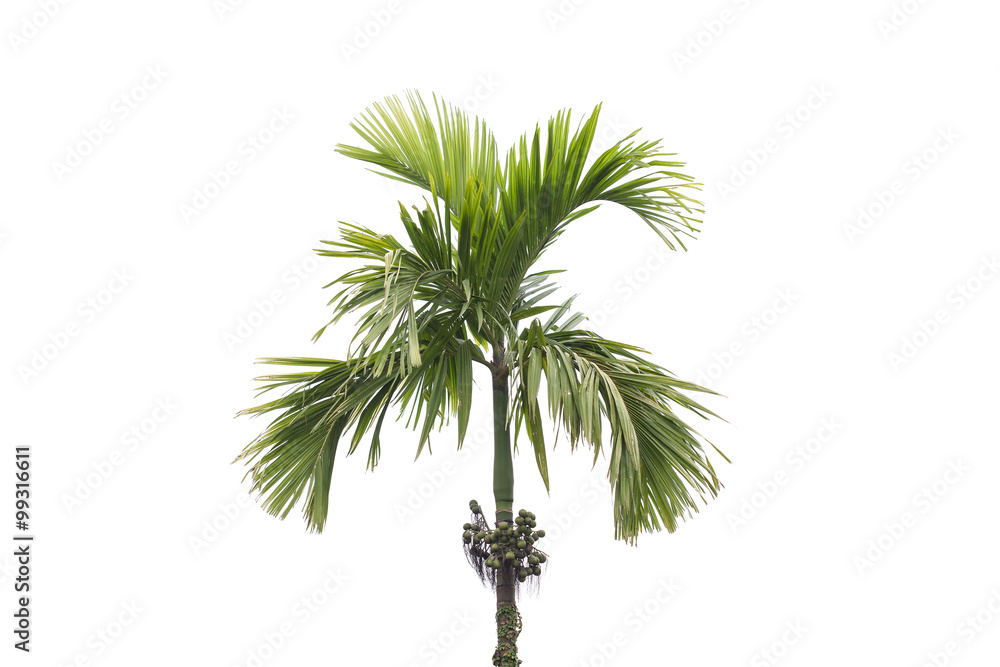 betel palm tree isolated on white background