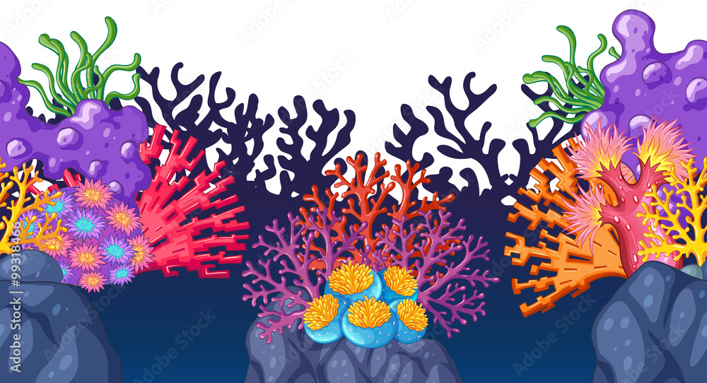 Colorful coral reef underwater