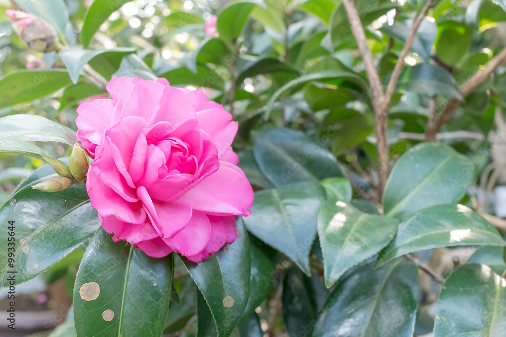 山茶花（山茶花）