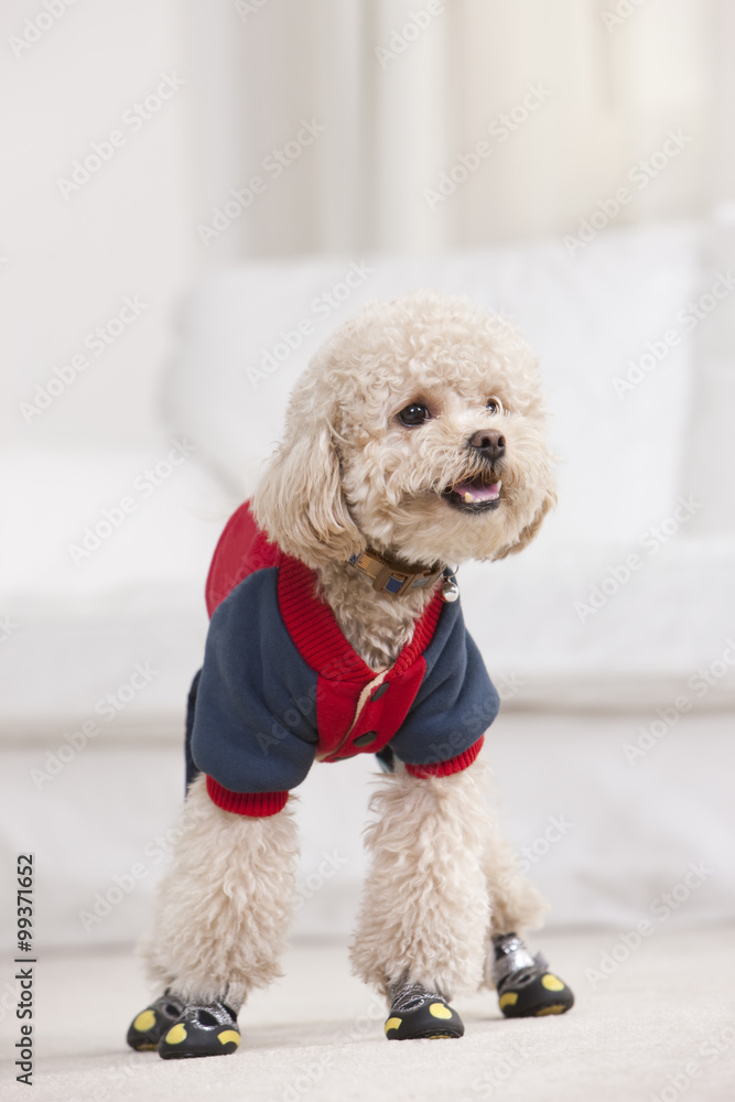 Close-up of a pet toy poodle