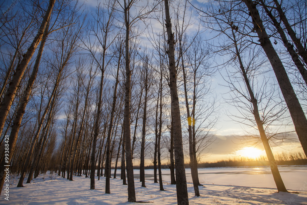 Sunset and snow-covered forest