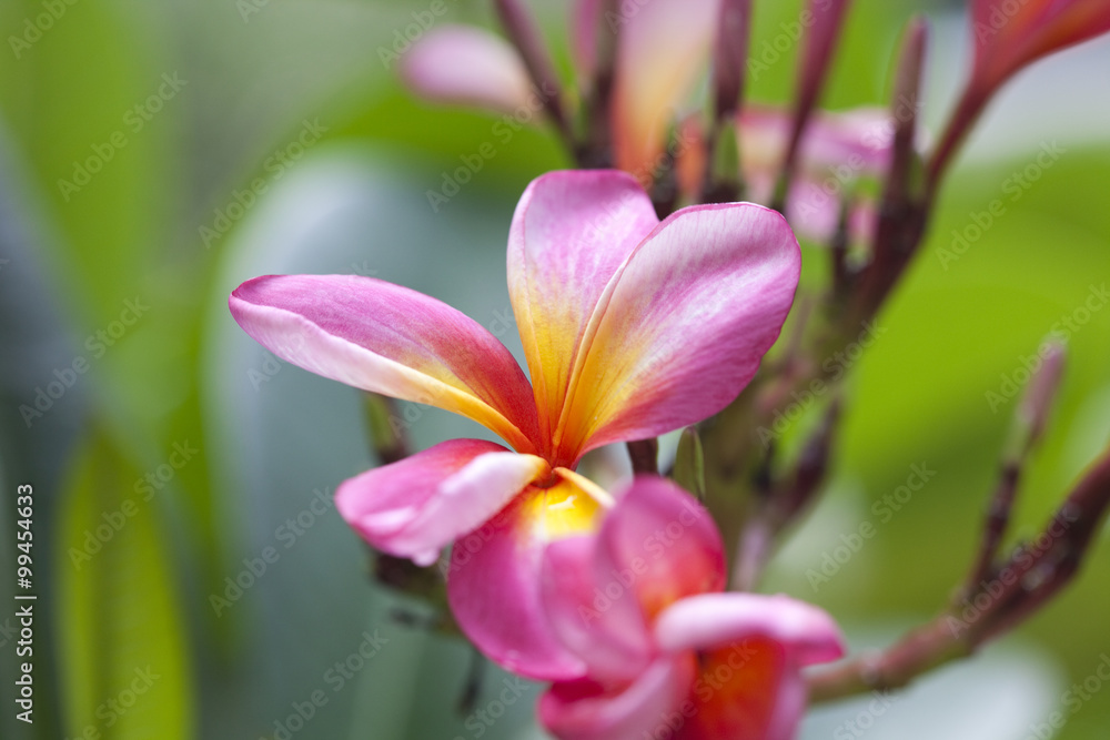 花朵特写