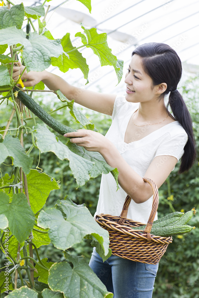 Young woman picking cucumbers in greenhouse