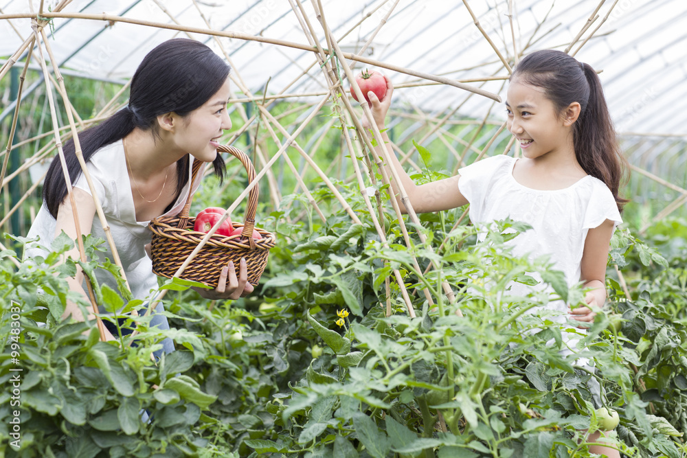 Young mother and daughter picking tomatoes in greenhouse