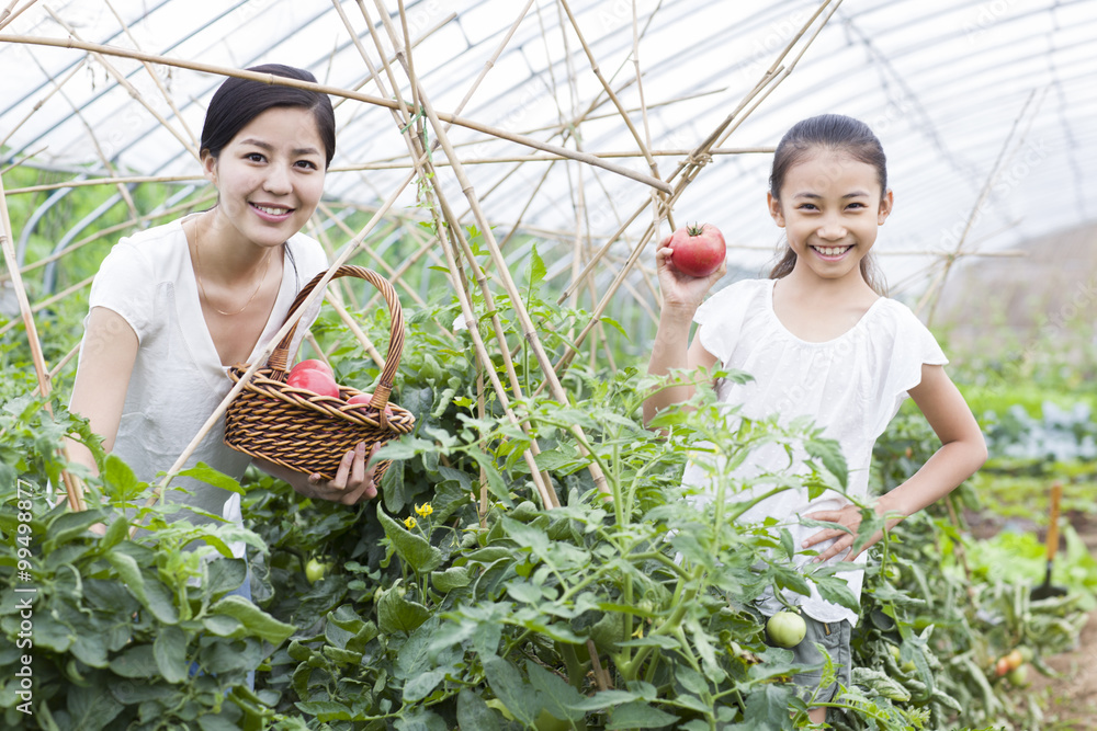 Young mother and daughter picking tomatoes in greenhouse