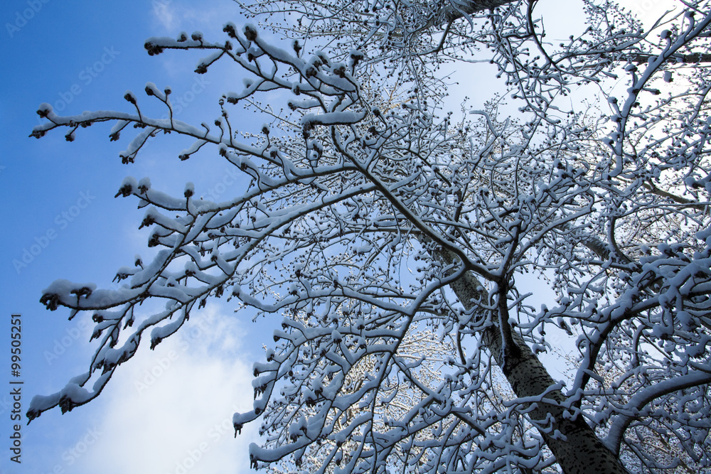 Tree branches laden with snow