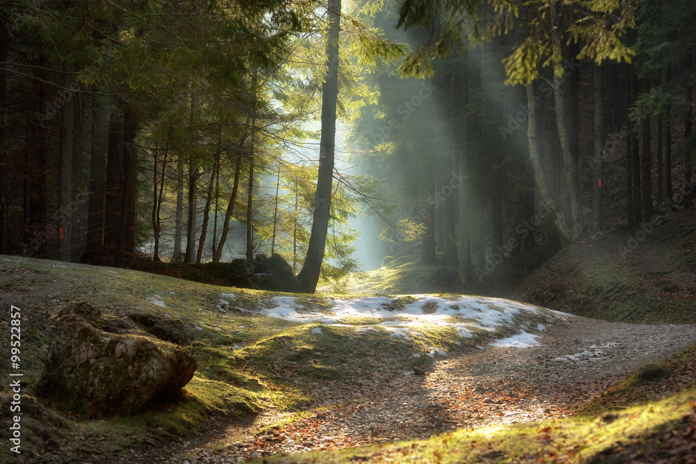 light rays through the trees . late autumn landscape , a walk through the woods near Brasov. Romania