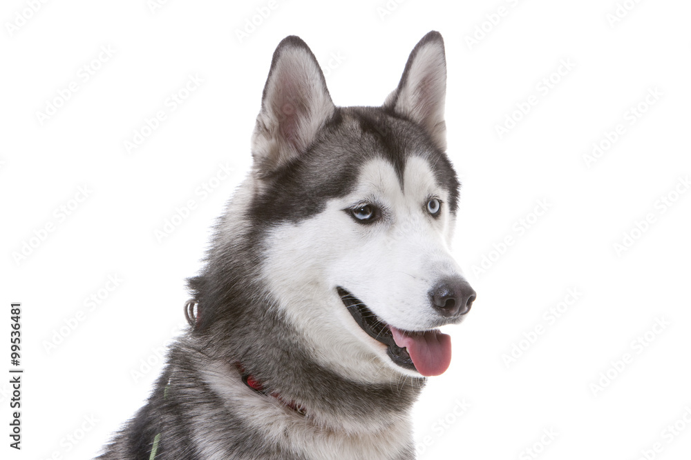 Close-up of Siberian Husky