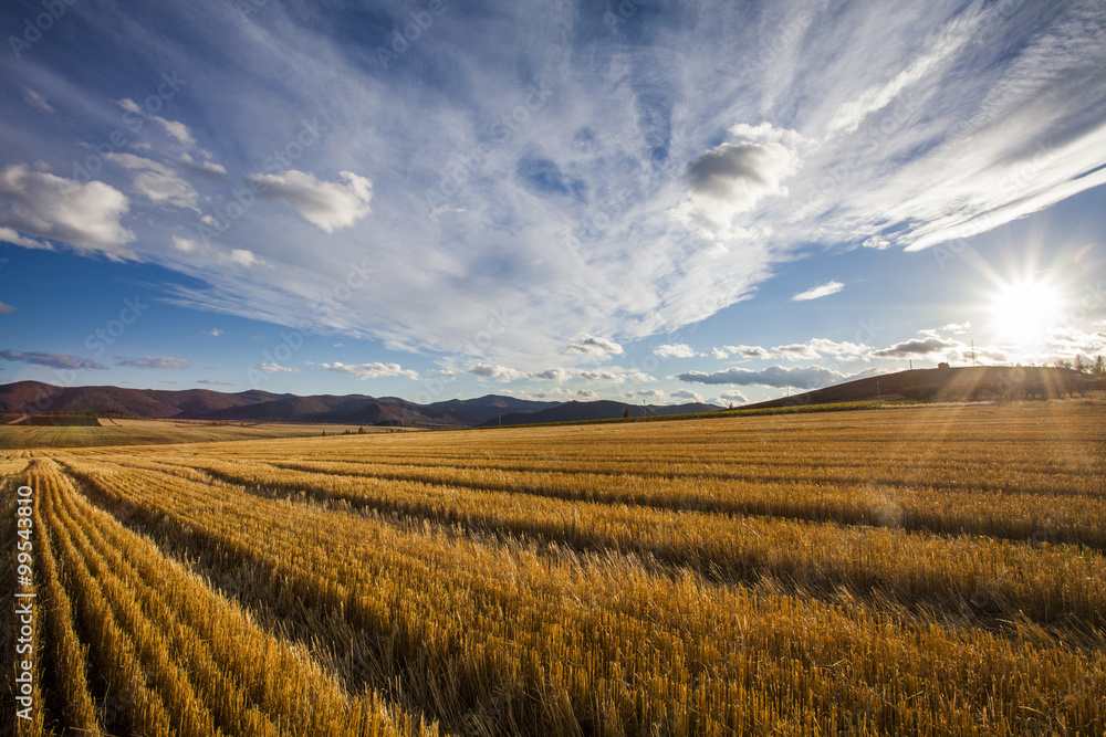 Harvested field,China