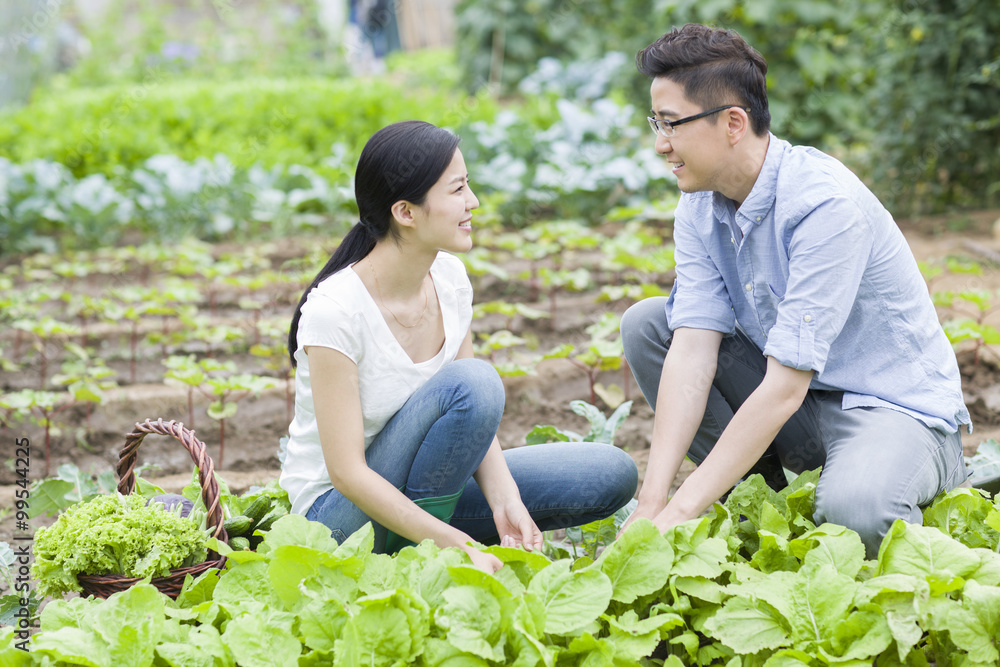 Young couple picking vegetables