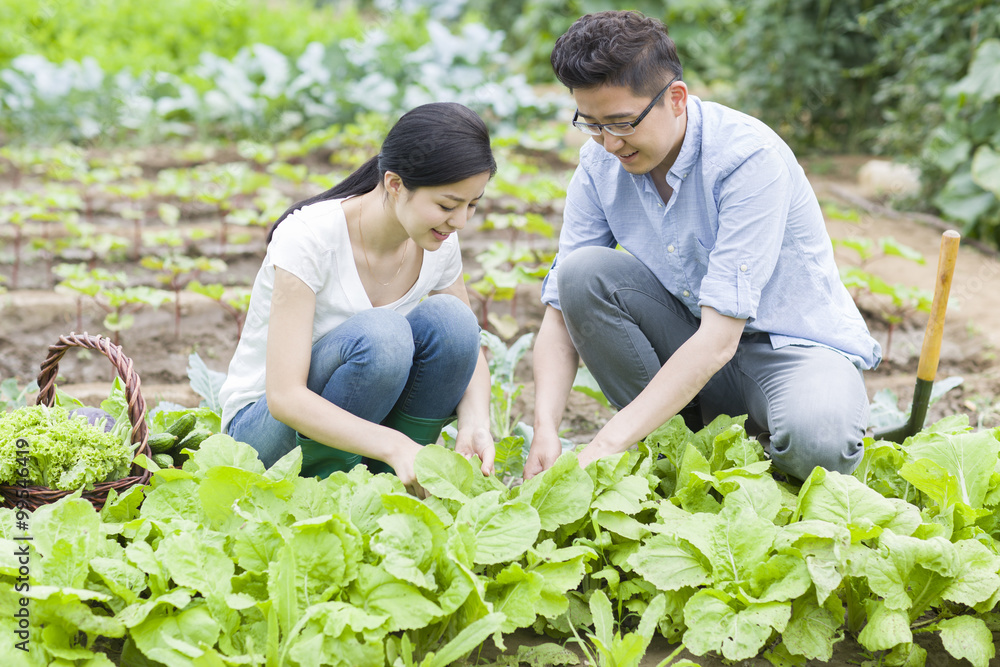 年轻夫妇摘蔬菜