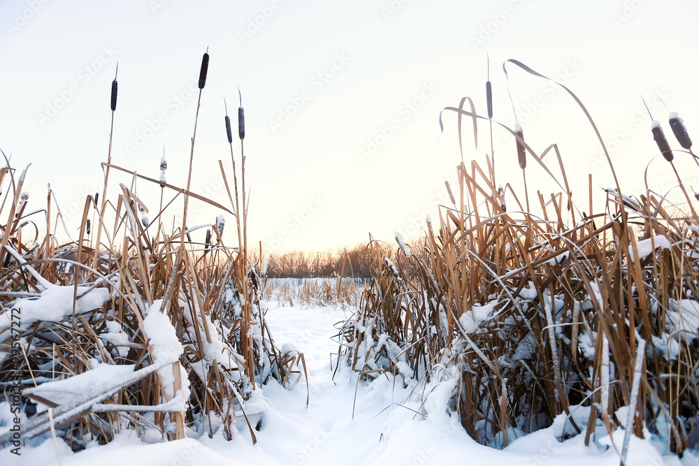 winter landscape in the village