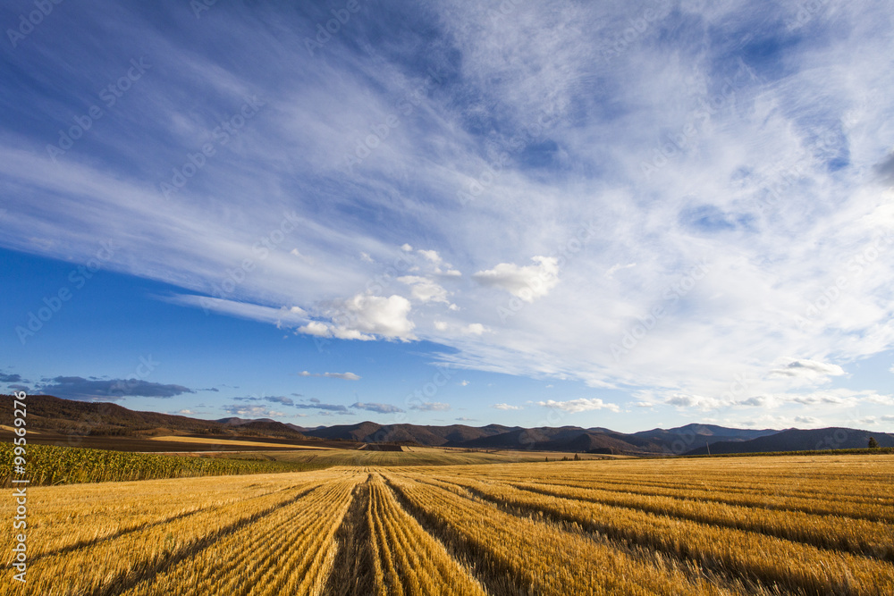 Harvested field,China