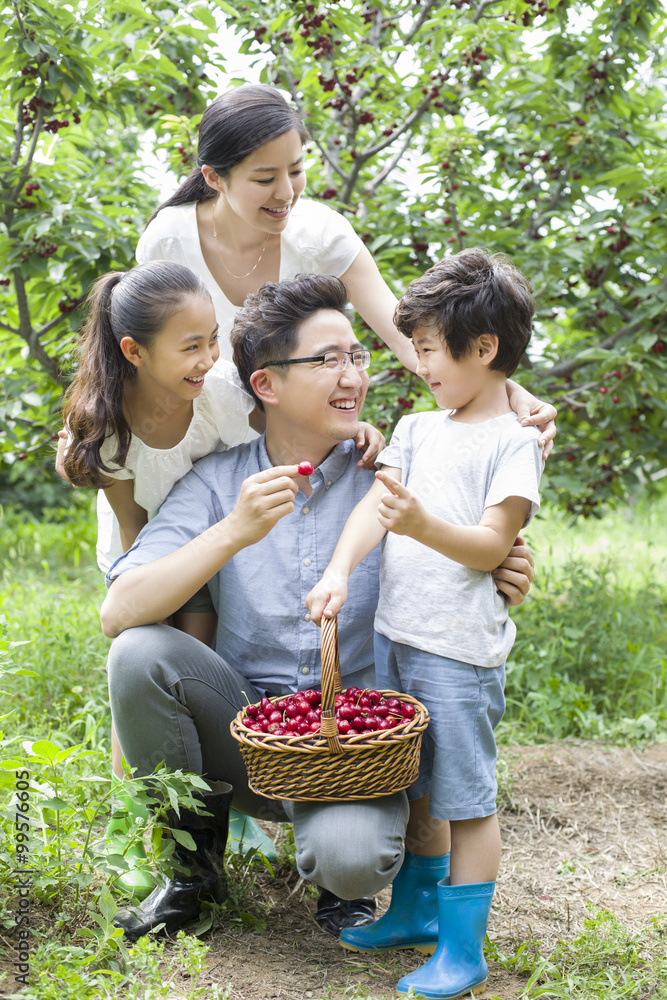 Young family picking cherries in orchard