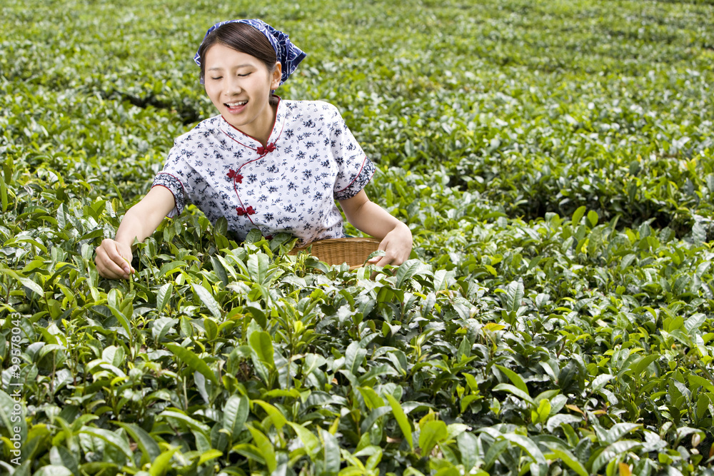 Young Woman Picking Tea