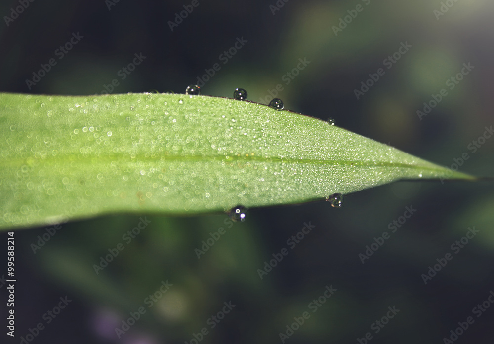 绿叶夏露雨滴概念