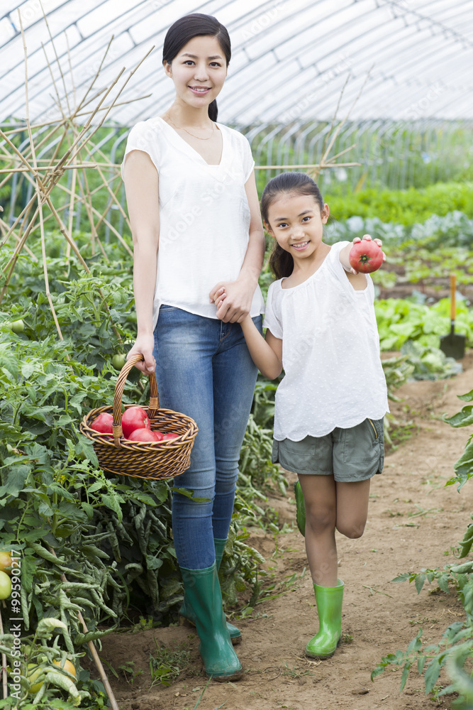 Young mother and daughter picking tomatoes in greenhouse