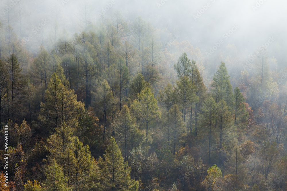 Forest covered by fog in Aershan,China