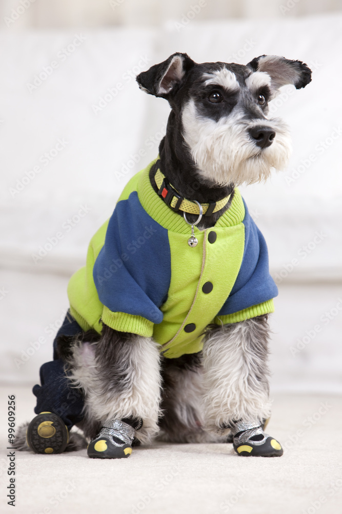 Close-up of a pet Schnauzer