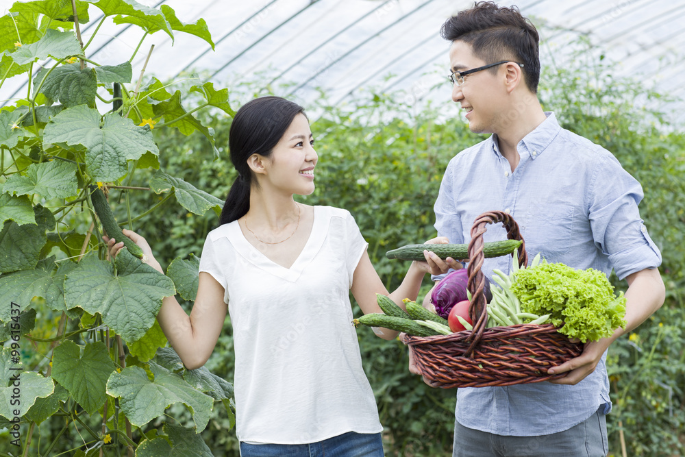 年轻夫妇在温室里摘蔬菜