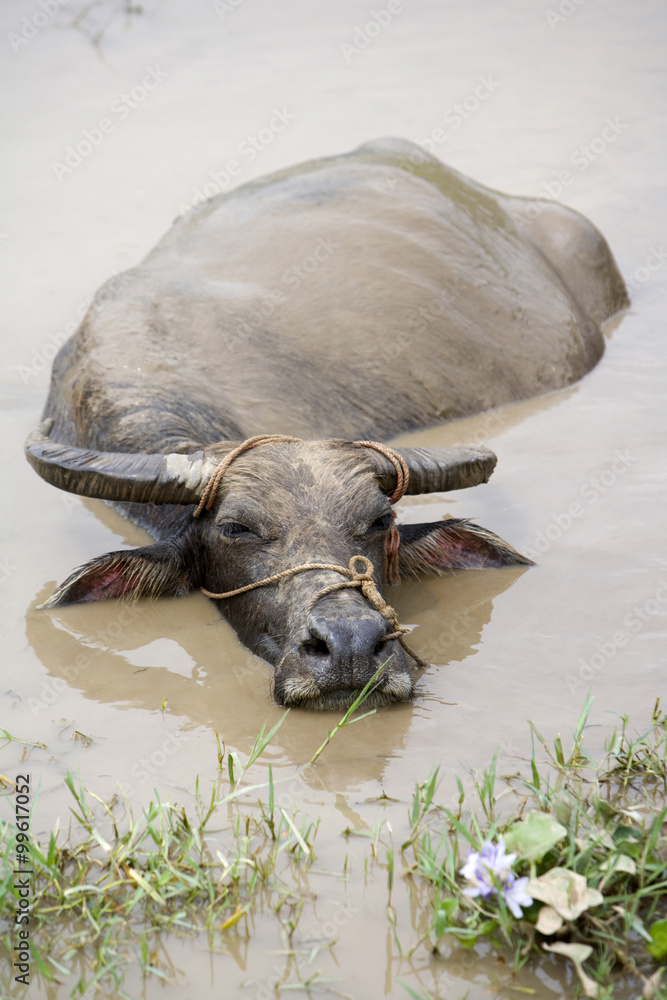 A water buffalo in the Lijiang River