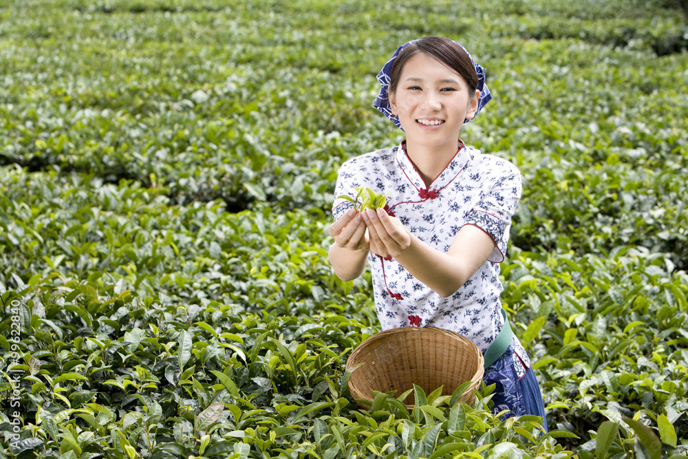 茶场里的年轻女子拿着新鲜茶叶