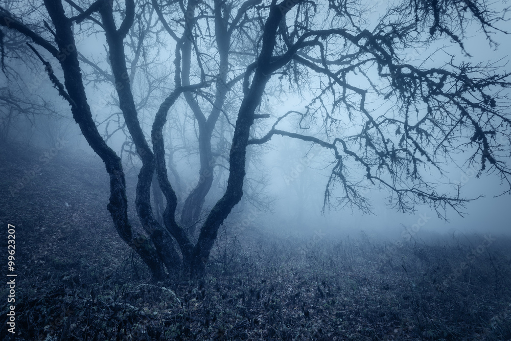 Autumn forest in fog. Beautiful natural landscape. Vintage style