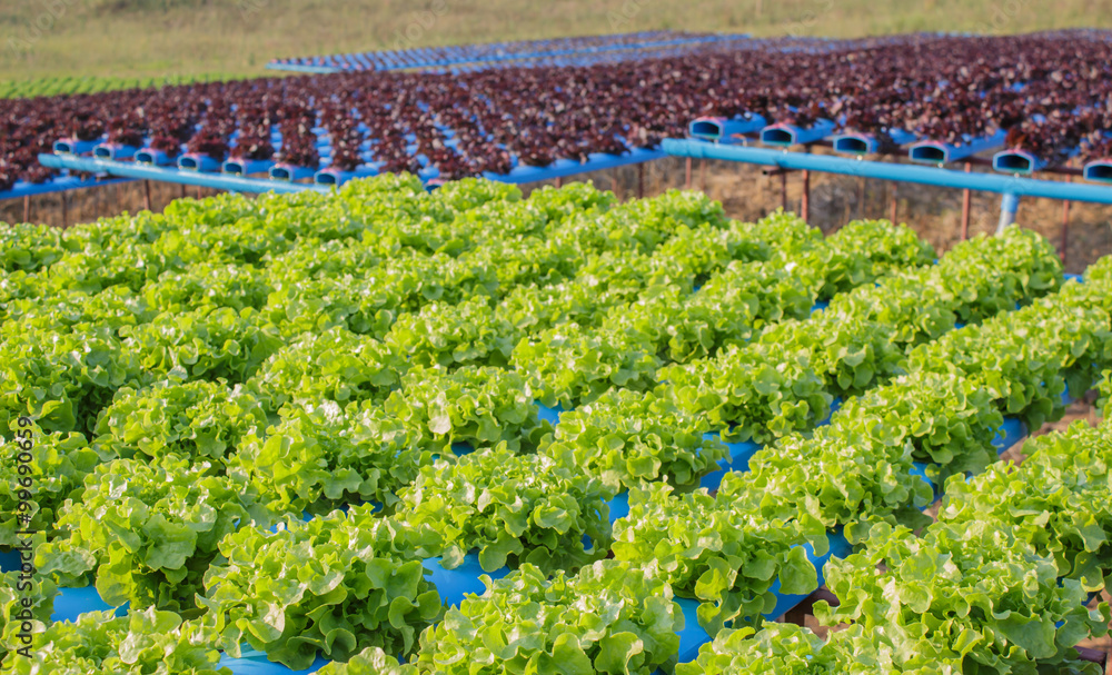 Organic hydroponic vegetable cultivation farm