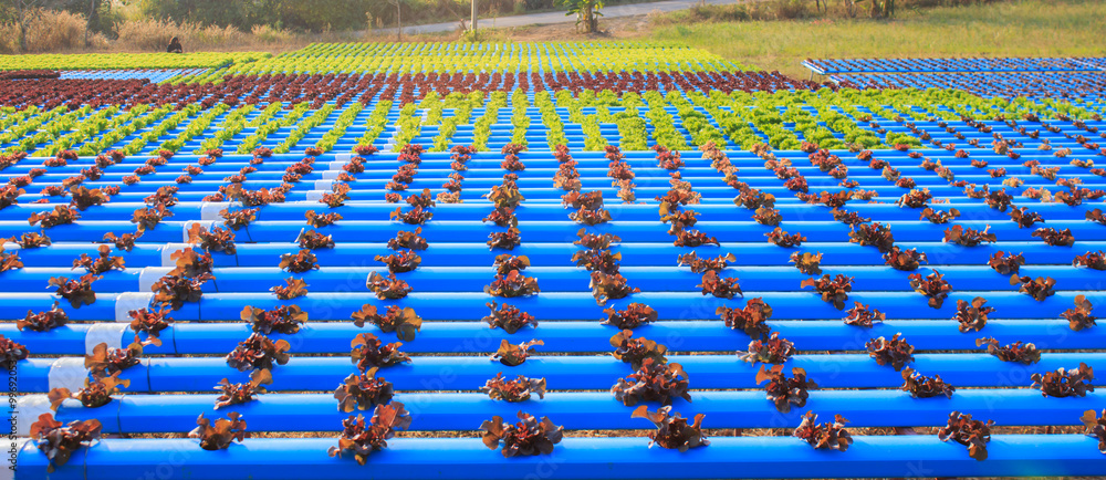 Organic hydroponic vegetable cultivation farm