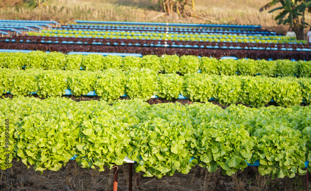 Organic hydroponic vegetable cultivation farm