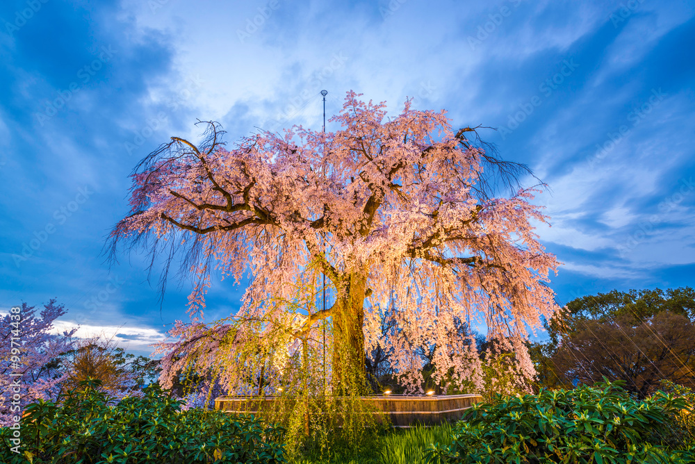 Kyoto Spring Park