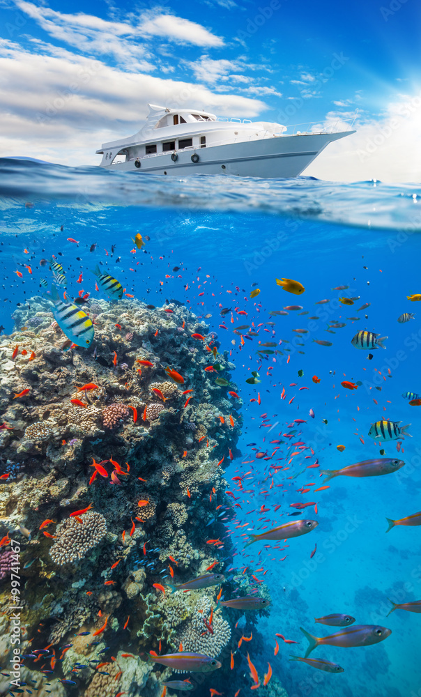 Underwater coral reef with horizon and water surface