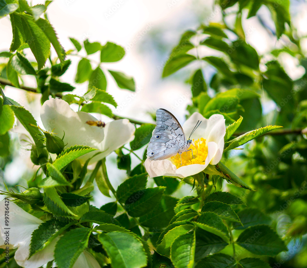 Rosenblüte und Hummel