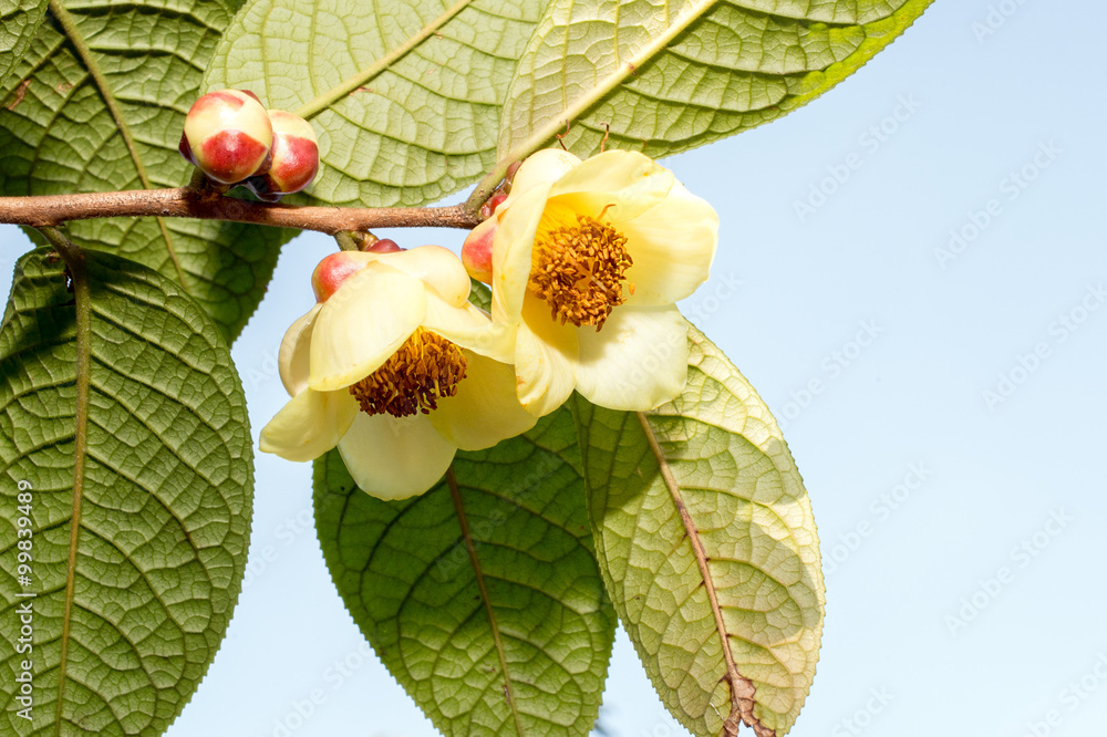 山茶花，山茶花在树上