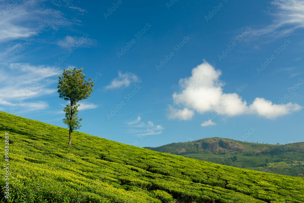 Munnar茶园的绿色山谷