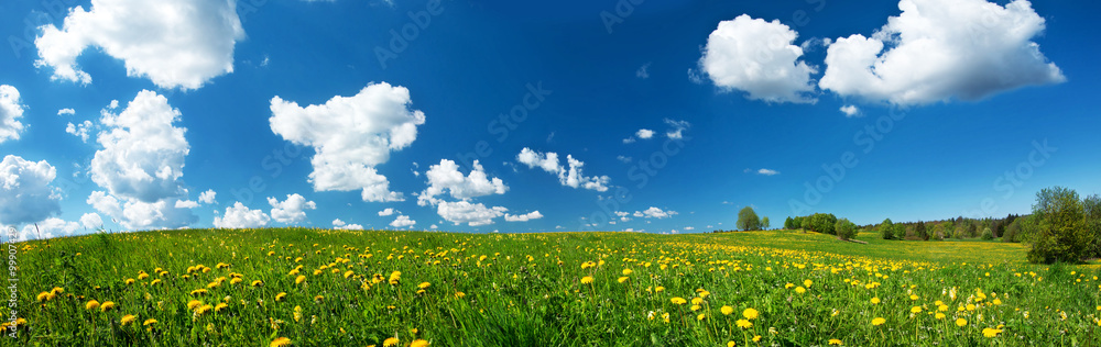 Field with dandelions and blue sky