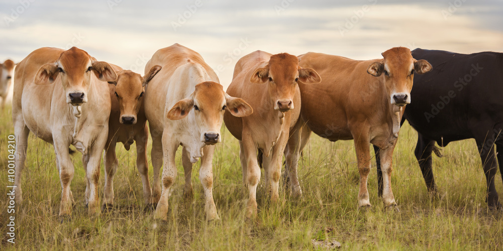 Heard of cows in a paddock during the day in Queensland