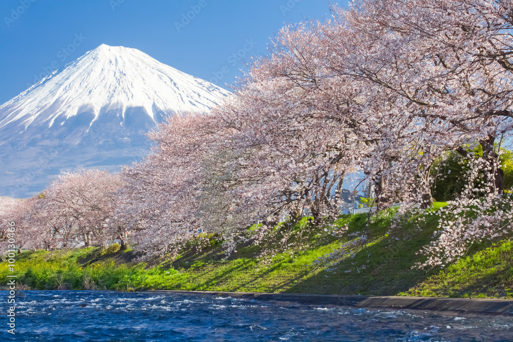 美丽的富士山和樱花在日本春天的季节