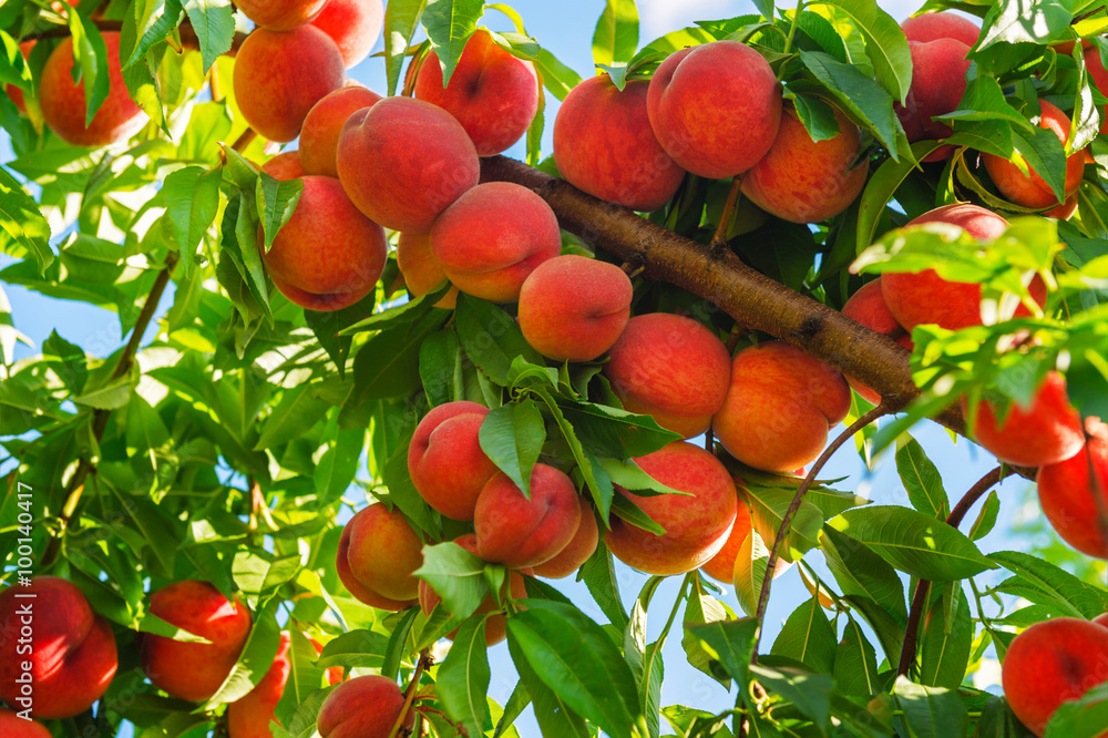 Peach tree with fruits growing in the garden