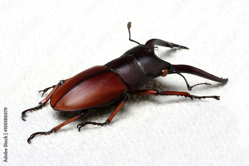 Stag beetle