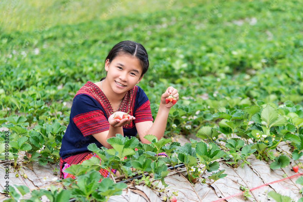 小农户从Doi Ang Khang种植园摘草莓