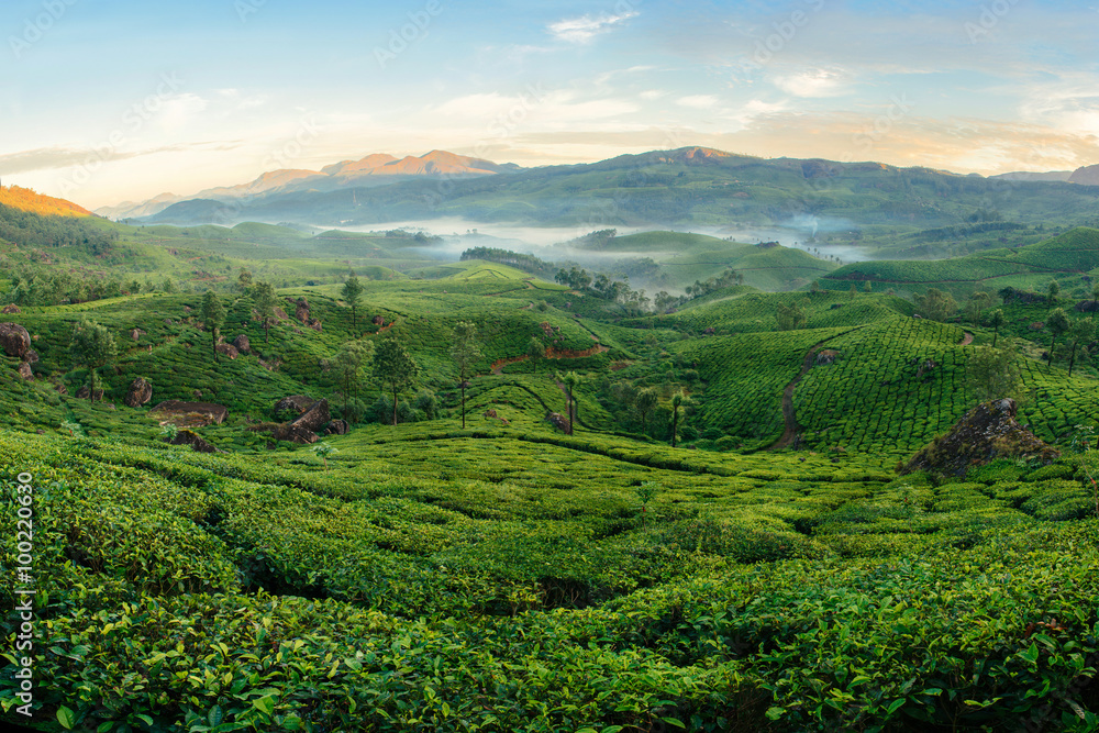 Munnar茶园的青山